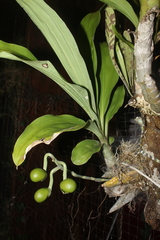 Catasetum tabulare