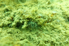 Corynactis australis