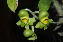 Catasetum tabulare