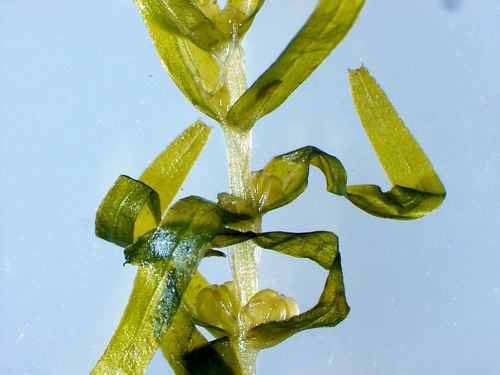 Callitriche hermaphroditica iNat (2)