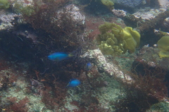 Pomacentrus coelestis