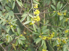 Neopringlea integrifolia