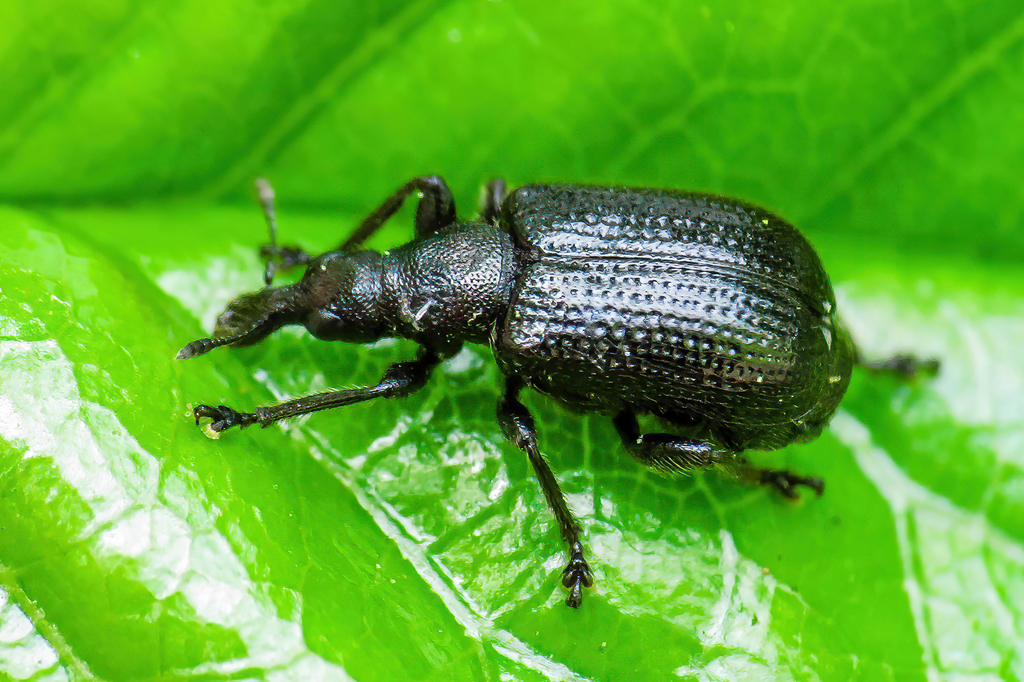 Birch Leaf-rolling Weevil, photo 1 of 10
