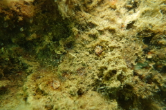 Corynactis australis