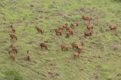 Tragelaphus eurycerus eurycerus