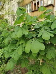 Aesculus hippocastanum