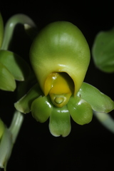 Catasetum tabulare