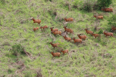 Tragelaphus eurycerus eurycerus