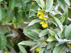 Neopringlea integrifolia