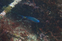 Pomacentrus coelestis