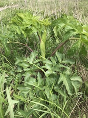 Angelica archangelica litoralis