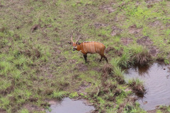 Tragelaphus eurycerus eurycerus