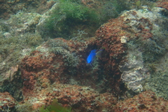 Pomacentrus coelestis