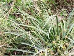 Dasylirion berlandieri