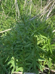 Veronicastrum virginicum