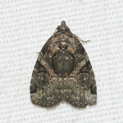 Pseudeustrotia indeterminata Barnes & McDunnough, 1918