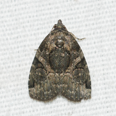 Pseudeustrotia indeterminata