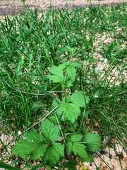 Geum urbanum