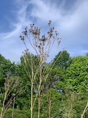 Veronicastrum virginicum
