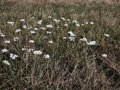 Noccaea cochleariformis