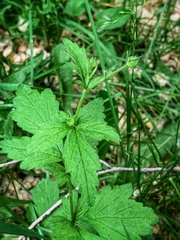 Geum urbanum