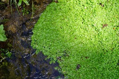 Callitriche platycarpa