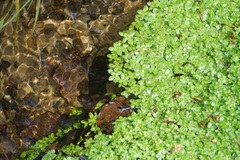 Callitriche platycarpa