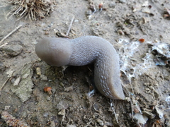 Limax subalpinus
