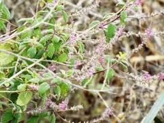 Aloysia macrostachya
