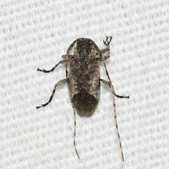 Styloleptus biustus