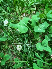 Trifolium repens