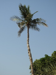Cocos nucifera