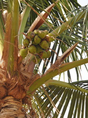 Cocos nucifera