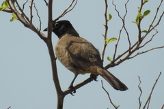 Pycnonotus xanthopygos