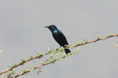 Cinnyris asiaticus