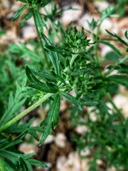 Potentilla argentea