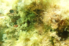 Corynactis australis