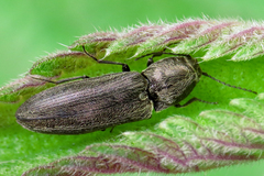 Cidnopus aeruginosus