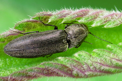 Cidnopus aeruginosus