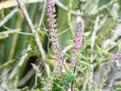 Aloysia macrostachya