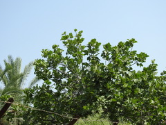 Ficus carica