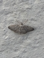 Idaea seriata