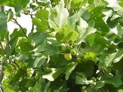 Ficus carica