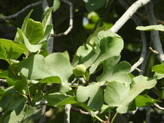 Ficus carica