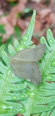 Ricania sublimata