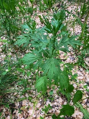 Artemisia vulgaris