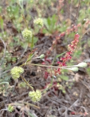 Valerianella coronata