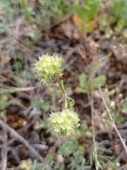 Valerianella coronata