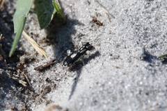 Cicindela scabrosa