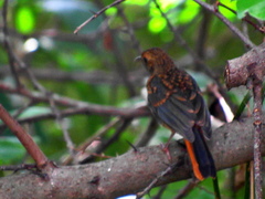 Cossypha natalensis natalensis